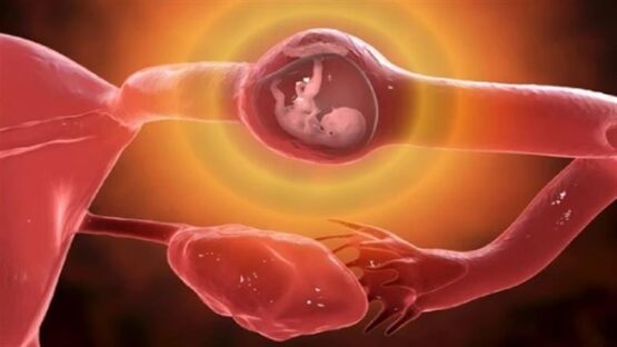نمو الجنين داخل قناة فالوب